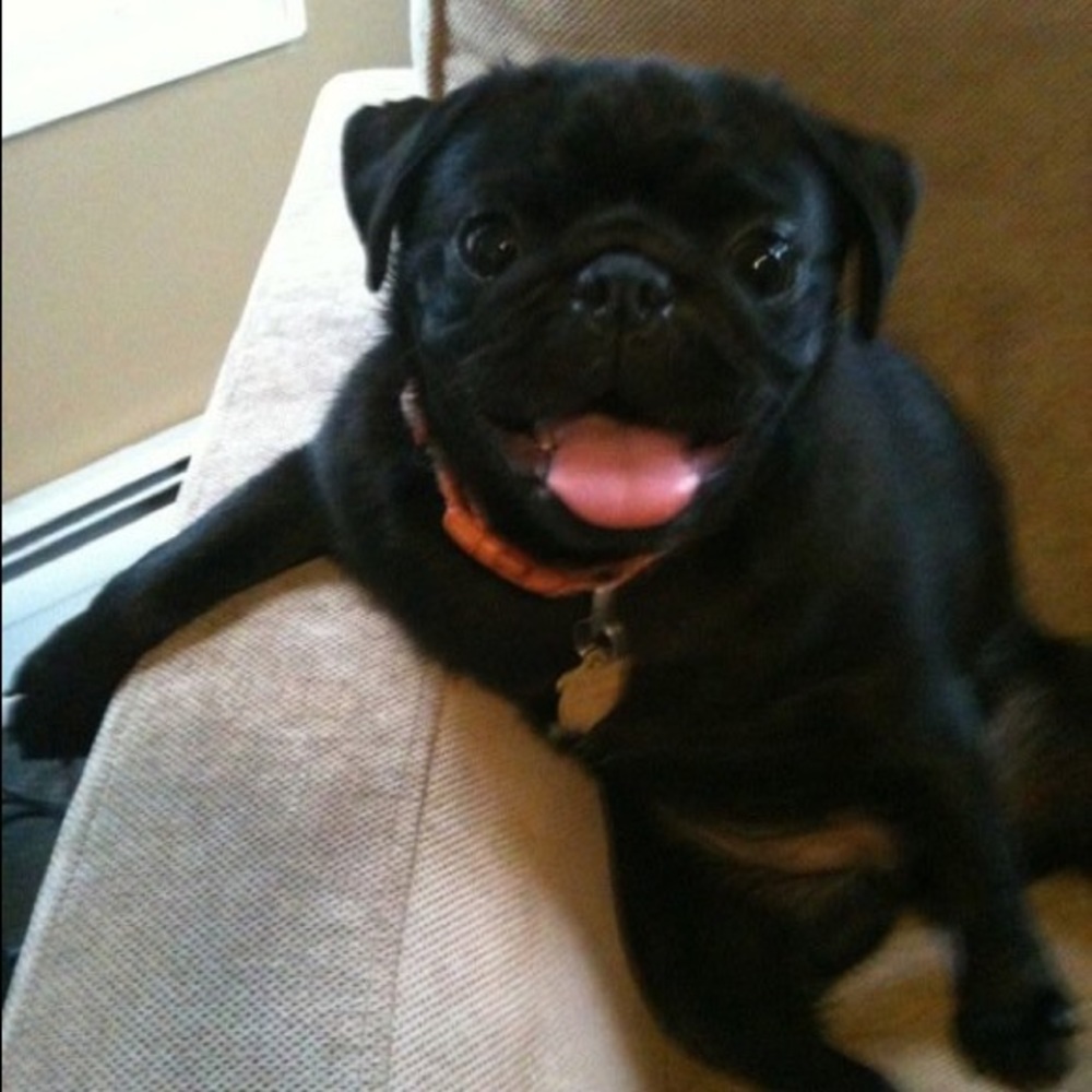 Meet your Posher Raffydogs - Picture 7 of 7